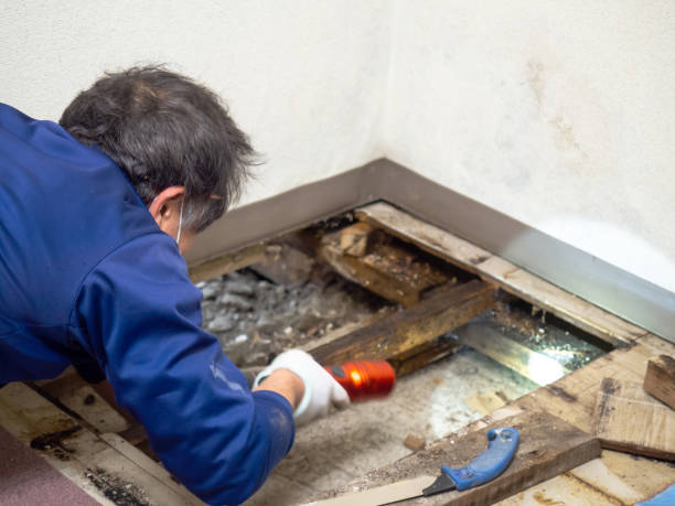 Best Water Damage Restoration  in Mullens, WV