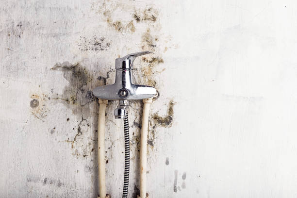 Best Mold Removal Company Near Me  in Mullens, WV