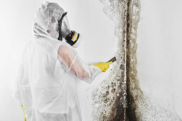 Best Certified Mold Removal  in Mullens, WV