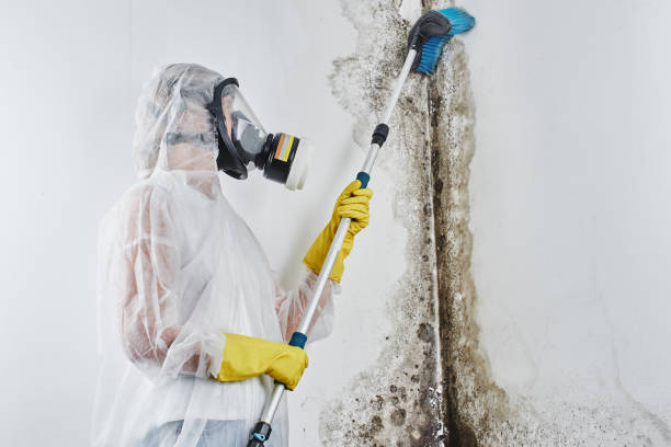 Best Emergency Mold Removal  in Mullens, WV