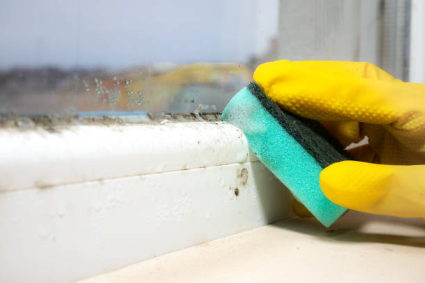 Certified Mold Removal in Mullens, WV