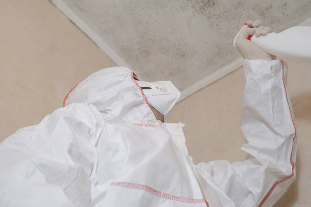 Attic Mold Removal in Mullens, WV