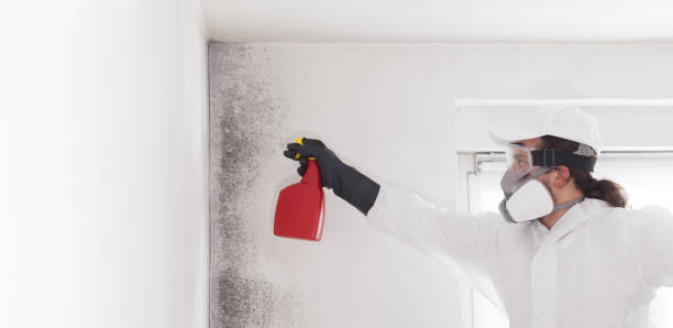Best Black Mold Removal  in Mullens, WV