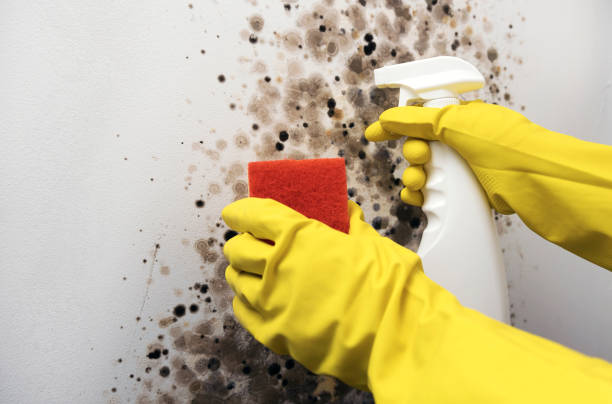 Mullens, WV Mold Removal Company