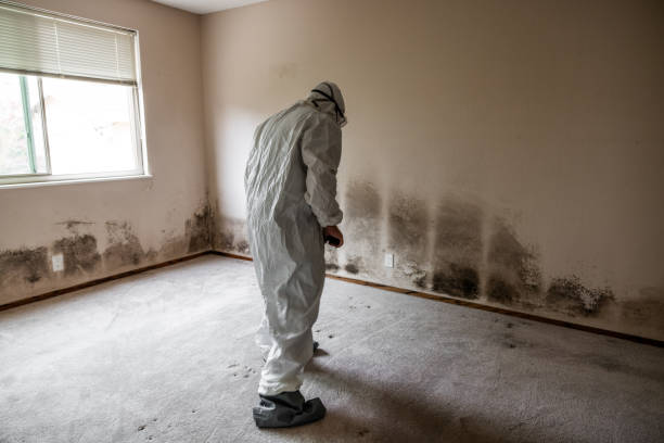 Best Professional Mold Removal  in Mullens, WV