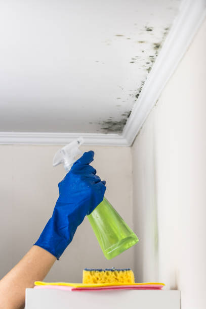 Best Mold Removal and Inspection  in Mullens, WV