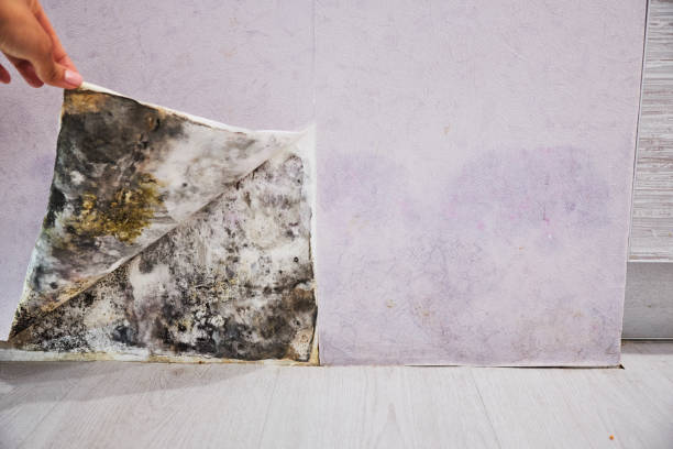 Best Fast Mold Removal  in Mullens, WV